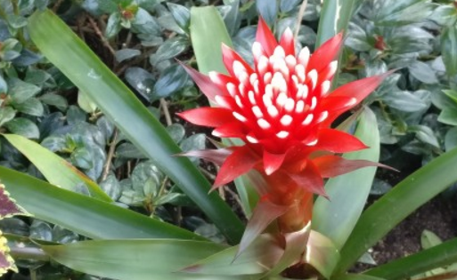 When does the water tower flower of the pineapple suborder bloom? How to maintain it? What's the use?