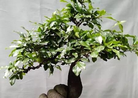 How to make bonsai with golden marbles (scientific name bottle orchid)? How to maintain and manage? What are the main varieties?