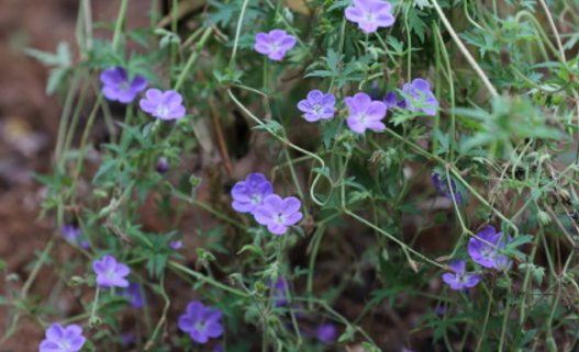 How to plant geranium seeds in the order of Niuniu seedlings? What varieties do you have? What are the effects and effects?