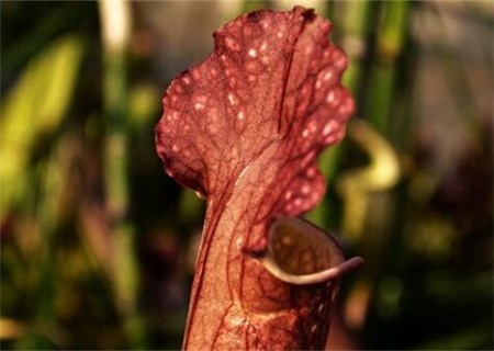 Can pitcher plants, a tropical insectivorous plant, be raised indoors? How to survive the winter? How do you water it?