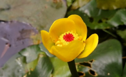 Aquaculture methods and matters needing attention of water lily family? How do you breed? What is the effect and effect?