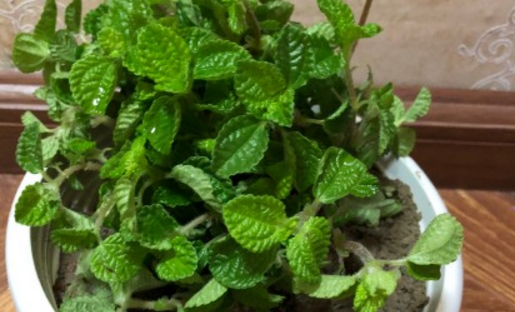 Can labiate poisonous grass be hydroponically cultivated? What's the difference between mint and mint? What if the leaves fall off?