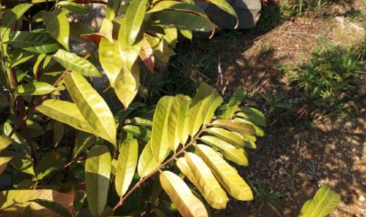 Is sea lacquer red back cinnamon poisonous? Breeding methods and matters needing attention? The role of leaves?