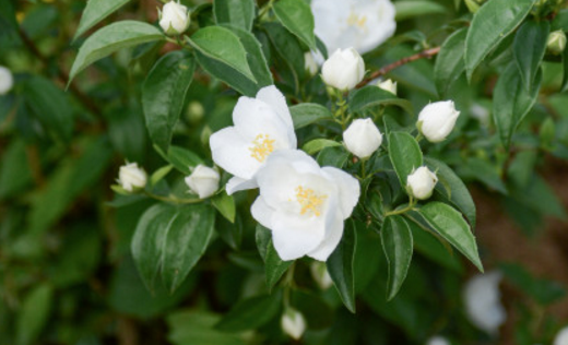 What is the breeding method of mountain plum blossom of Saxifragaceae? How do you breed? What's the value?