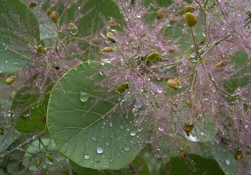 How much is the price of Euphorbia angustifolia? In what season is the survival rate high? What are the planting methods? Basin