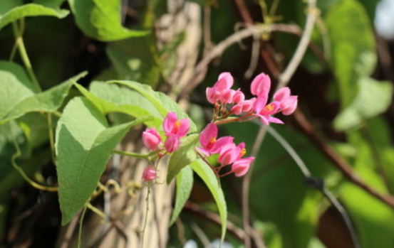 How to raise the coral vine balcony of Polygonaceae? What about the withered and yellow leaves of the seedlings? What's the use?