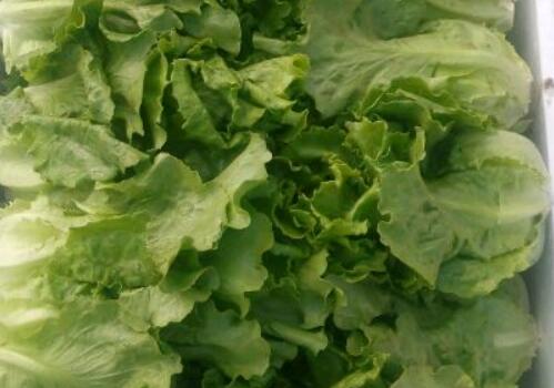 Is lettuce genetically modified? When was it introduced into China? Is it better to eat it raw or cooked? Attached planting management technology