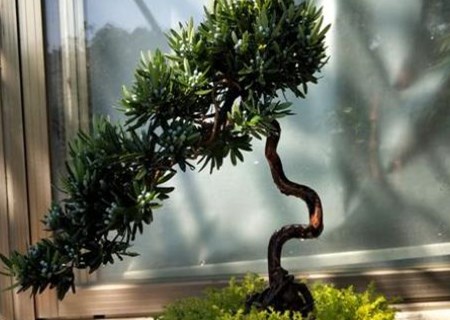 How to trim the bonsai of Luohansong? How to control leaf blight?