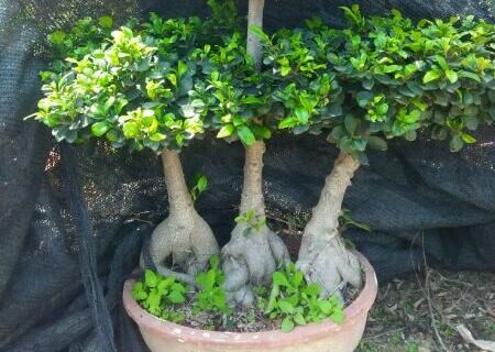 How to preserve the bonsai of small leaf banyan (also known as Yarong)? How to trim the shape? How to control diseases and insect pests?