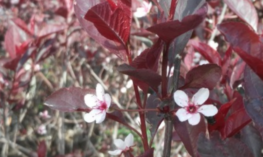 When does the purple leaf dwarf cherry of Rosaceae bloom? How do you breed? What is the difference between purple leaf plum and purple leaf plum?