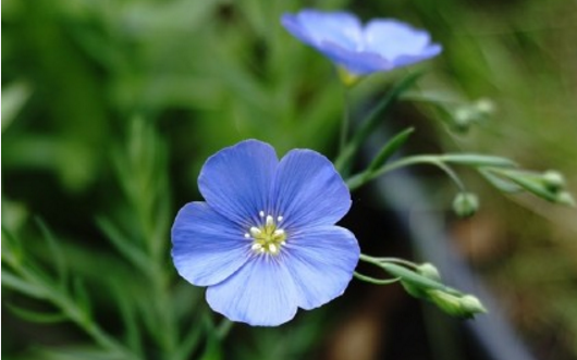 How to plant blue flax seeds of Rosa subclass? How to cuttage? When will it blossom?