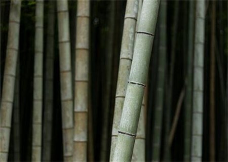 What kind of plant is bamboo with a wide range of uses? What if the tip of the leaf turns yellow? What's the use?