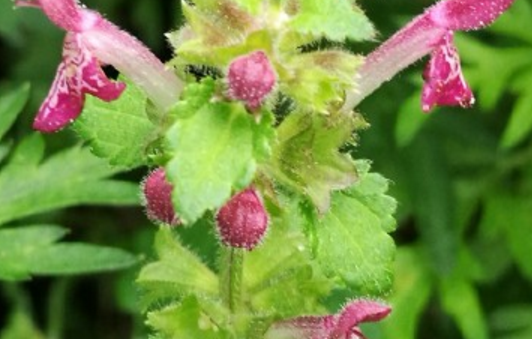 What are the culture methods and matters needing attention of mandarin seeds of tubular flowers? What are the effects and effects? How do you breed?