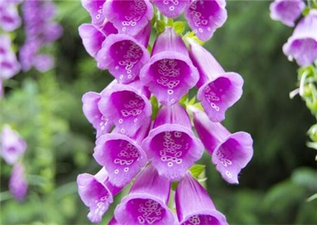 When will Digitalis (also known as Digitalis) seeds be sown? What are the planting methods? What is the difference between Lu Binghua and Lu Binghua?