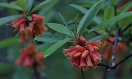 The cultivation methods and matters needing attention of Rhododendron roseum? How do you breed? What is fancy language?