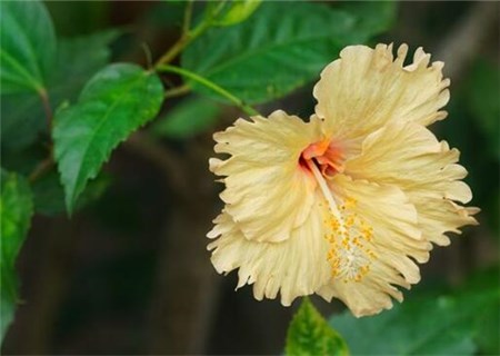 What are the planting methods of hibiscus flowers in hibiscus? What is the effect and effect? What does it symbolize?