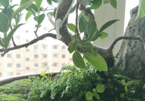 Is it good to plant banyan fengshui at home? How to solve the problem of losing old leaves? How to apply fertilizer? How to maintain bonsai?