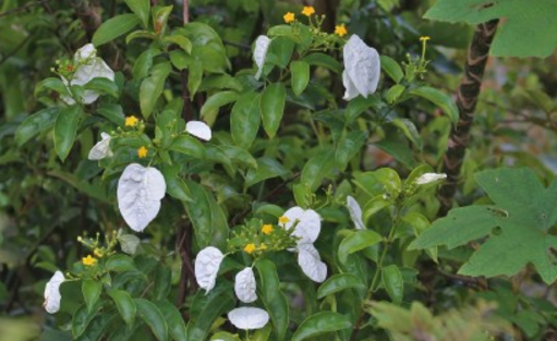 When does the jade leaf golden flower of Rubiaceae bloom? How do you plant seeds? How do you breed?