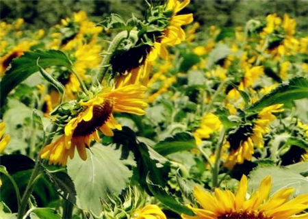 When is the best time to sow sunflower, one of the four major oil crops? How to fertilize? What kind of fertilizer is good? best attached