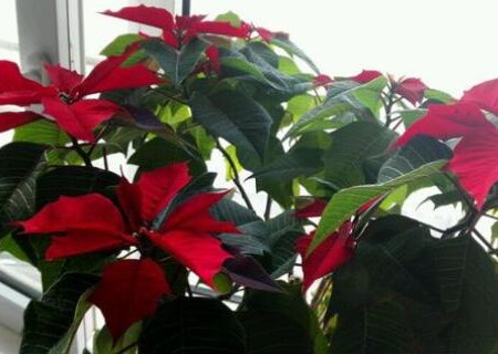 Euphorbiaceae poinsettia appears yellow leaves how to do? Is it poisonous? Can I put it in the bedroom?