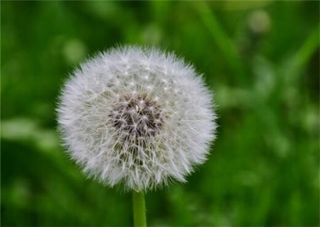 How about the perennially herbaceous dandelion planting prospects? What are the benefits of eating regularly?