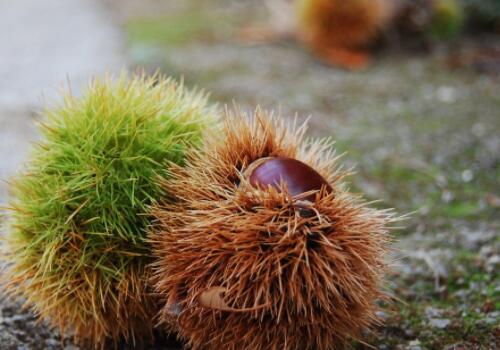 When will the trees and chestnuts blossom and bear fruit and harvest? Where is it suitable for planting? What good varieties do you have? Can