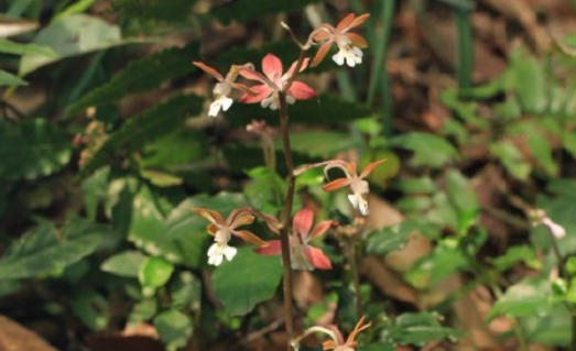 What is the culture method of Tianmen winter shrimp ridge orchid? How do you breed? What varieties do you have?