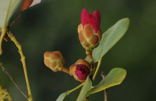 Culture methods and matters needing attention of Carthamelaceae? What are the effects and effects? How to cuttage propagation?