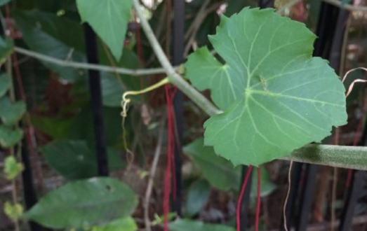 How does grape family brocade screen vine raise in winter? Can I keep it at home? What's the use?