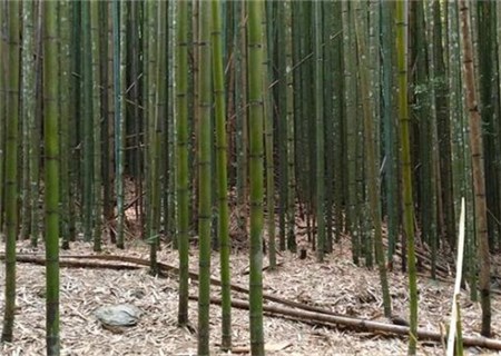 How can Gramineae bamboo be cultivated more vigorously? What are the planting prospects? What's the symbolism?