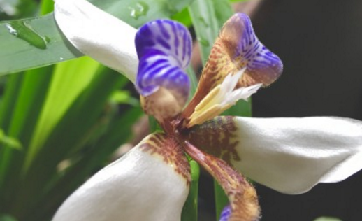 Is Brazilian Iris poisonous? Breeding methods and precautions? What does it do?