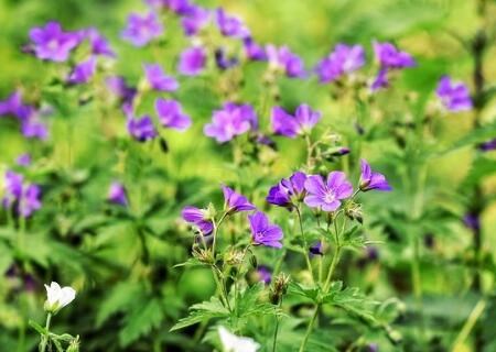 What are the seed planting methods of mosquito repellent grass (also known as geranium)? Is it suitable for the bedroom? What's the use?