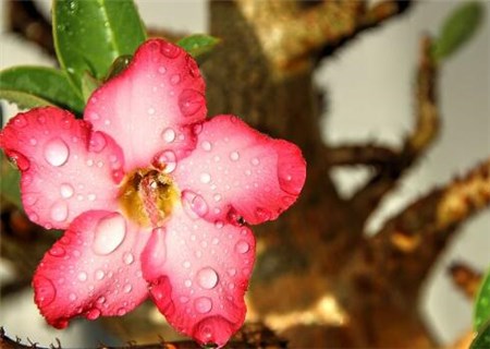 What are the breeding methods and matters needing attention of desert roses with flowers shaped like trumpets? How can the root become bigger?