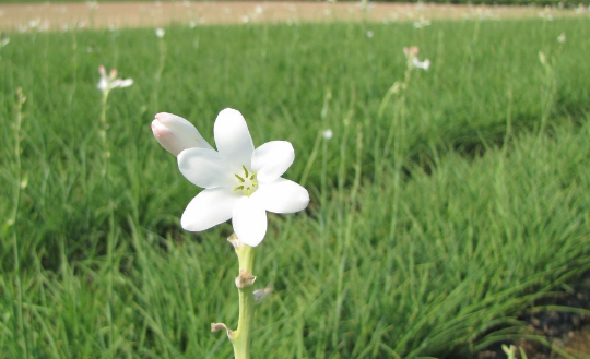 The cultivation methods and matters needing attention of the evening fragrant jade of the suborder Lilium? Is it poisonous? What is the effect and effect?