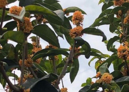 Can I plant sweet-scented osmanthus trees in the yard? What are the methods of potted culture? What's the use?