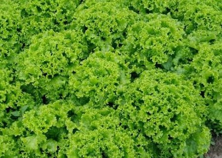 What are the seed planting methods of potted lettuce? How do you make it delicious and simple? What are the advantages and disadvantages of eating raw?