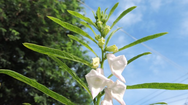 Does annual herb sesame blossom? When will it blossom? How do you plant it? How much do you earn from planting an acre?