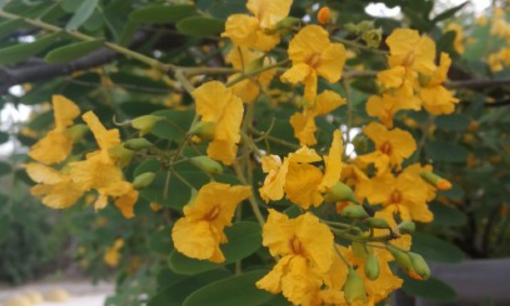 How to plant the seeds of Pseudoacacia pseudoacacia in the subfamily Euphorbiaceae? What are the effects and effects? The difference between Cassia chinensis and Cassia bicolor?