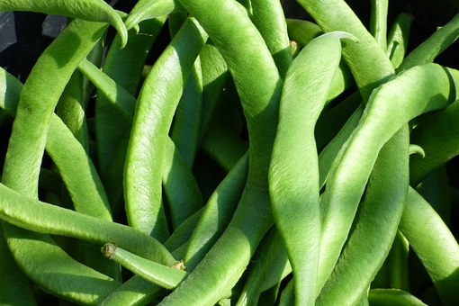 Legume plant kidney bean (kidney bean) how much is the market price per jin? When will you plant it? When will you collect it? What are the planting prospects? (