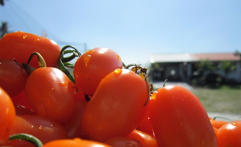 A touch of orange photochemical sweetness: Meinong's orange honey-scented tomato