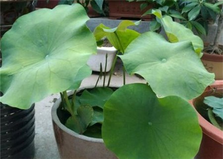 What are the planting methods of potted lotus? How to control diseases and insect pests? What's the use?