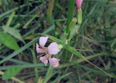 How to grow Chinese herbal medicine wheat and blue cabbage (Wang Boulu)? When is the best time to harvest? What's the difference between the stars and the stars?