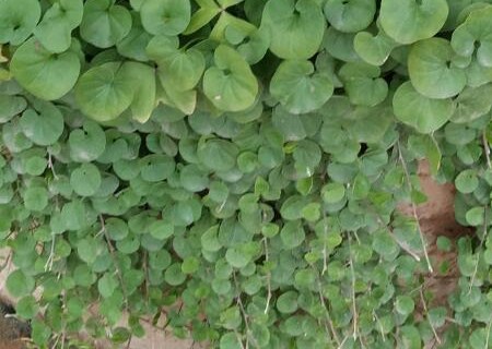 What are the seed planting methods of Dichondra repens (Convolvulaceae)? How to cultivate the effect of waterfall? What is the effect and effect?