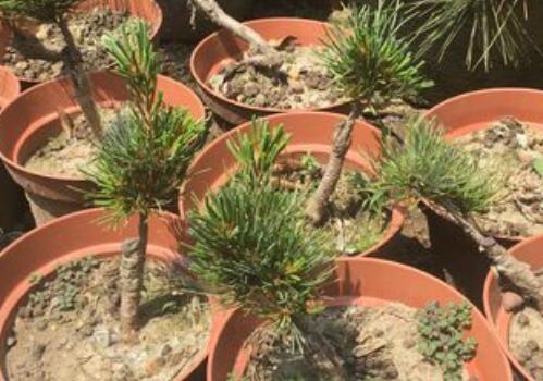 How much is the price of Osaka pine in Japan? How to maintain it? How to make and trim bonsai? What if the leaves turn yellow?