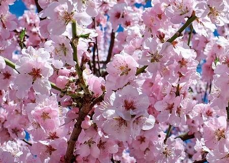 What are the methods of planting cherry seeds in Rosaceae? When do they usually bloom? What's the value? What does it represent?