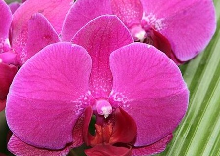 What are the seed planting methods of epiphytic Phalaenopsis? When will it blossom? What are we going to do after flowering?