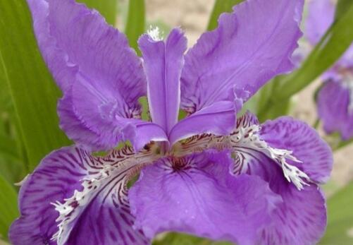 How much is the price of Lanke Iris? When do you plant and blossom? How do you plant it?