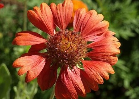 What are the planting methods of annual herb chrysanthemum seeds? When do they bloom? What's the value?