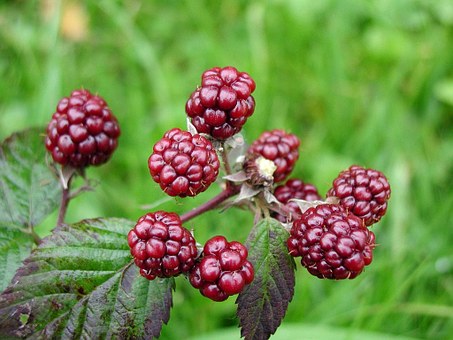 Moraceae plant mulberry market price how much is a jin? Do you make money now? What are the market prospects? How do you plant it?