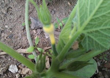 What are the planting methods of climbing vine plant gourd seeds? What's the moral? What is the effect and effect?